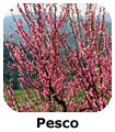 Pesco